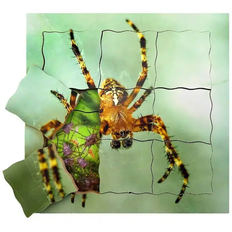 Puzzle výukové - Životní cyklus pavouk, 19ks (Just Jiqsaws) Dokud Zásoby Vydrží